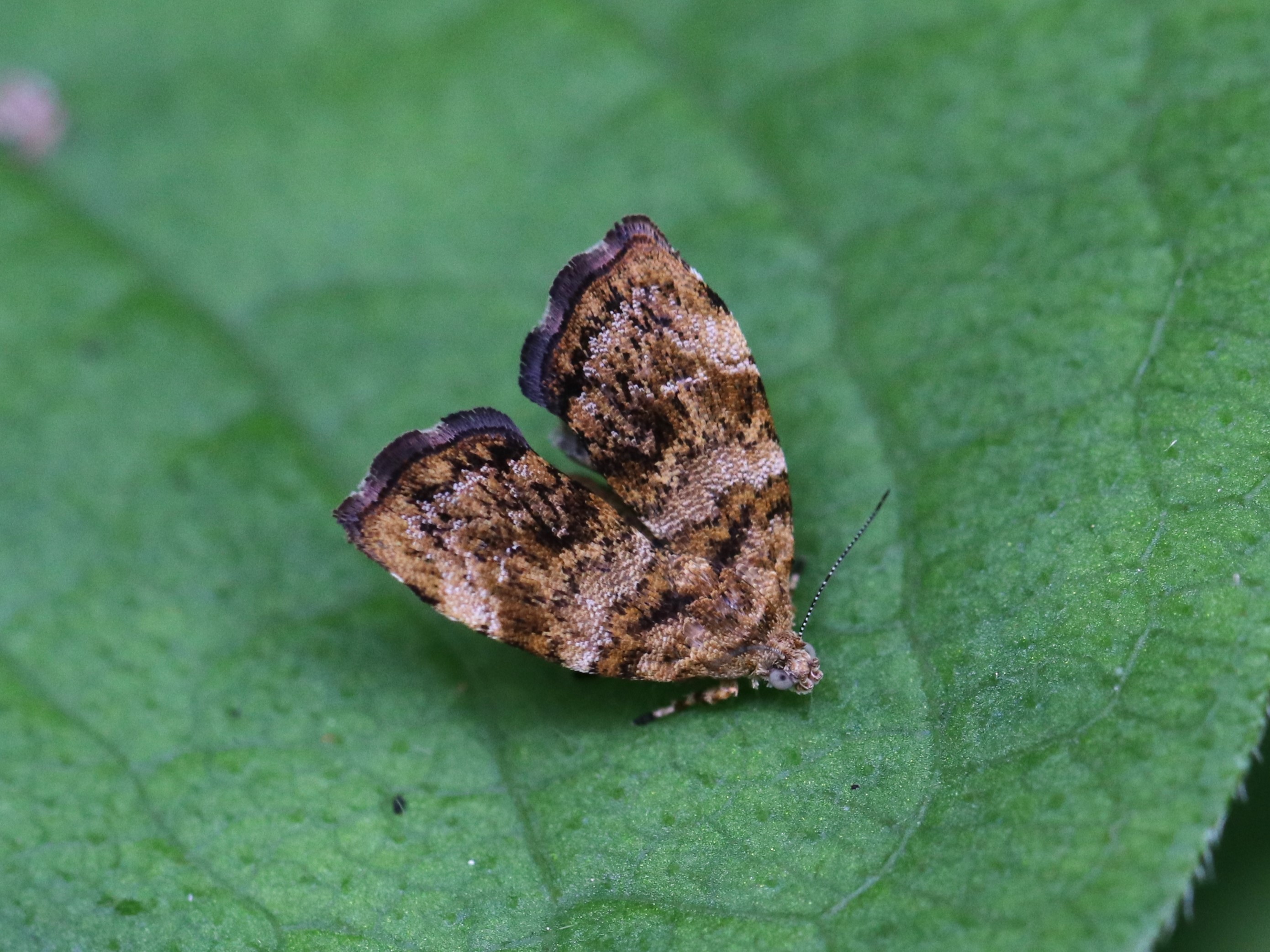 photo_1